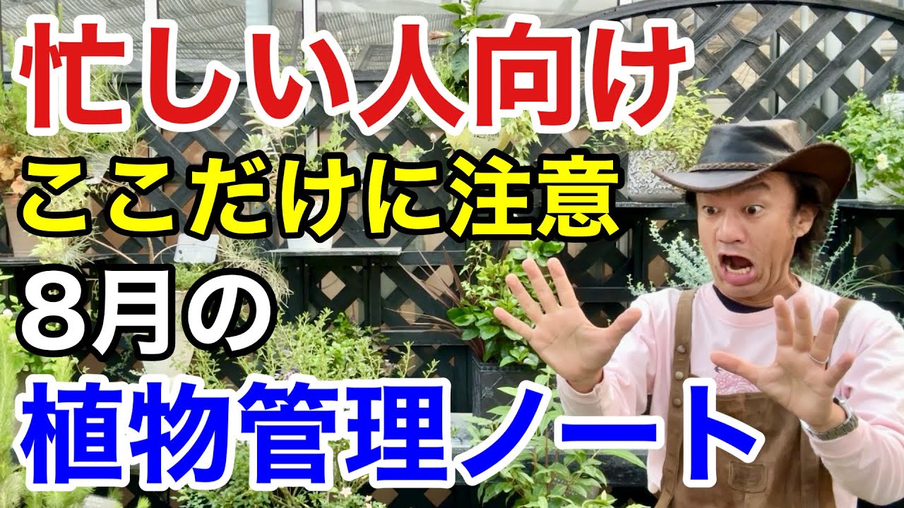 8月は暑いので無理せずこれだけやっておいてください　【カーメン君】【園芸】【ガーデニング】【初心者】