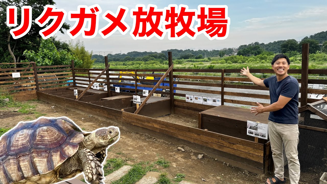 リクガメを庭で広々飼う為の放牧場を作りました