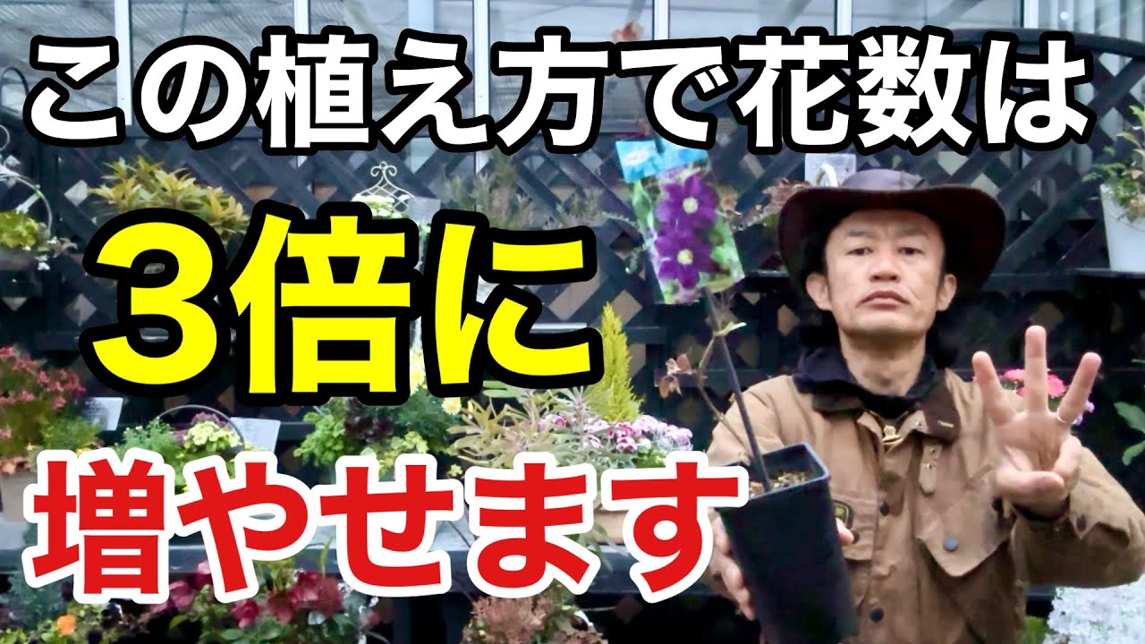 【やらないと損】クレマチスの脅威的な植え方教えます　　　　　　　【カーメン君】【園芸】【ガーデニング】【初心者】