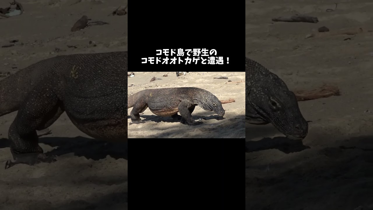 コモド島で野生のコモドオオトカゲと遭遇！　#shorts