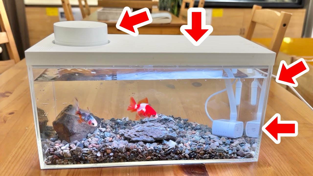 ４つの機能が一体化した最新のハイテク水槽を購入した結果・・・！