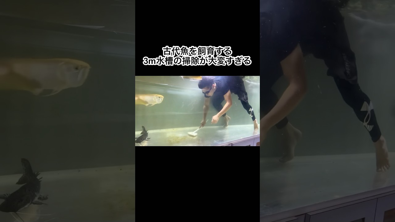 巨大水槽の掃除が大変すぎる　#shorts