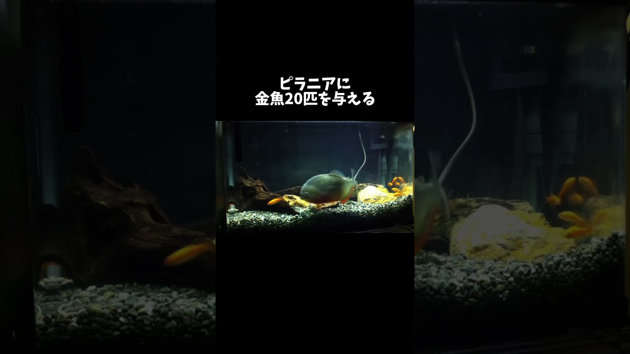 ピラニアに金魚20匹を与える #shorts