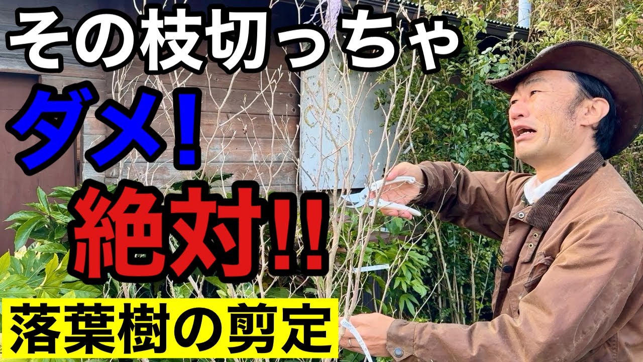 今切るべき枝が全て分かる落葉樹の剪定方法教えます　　　　　　　　　　【カーメン君】【園芸】【ガーデニング】【初心者】