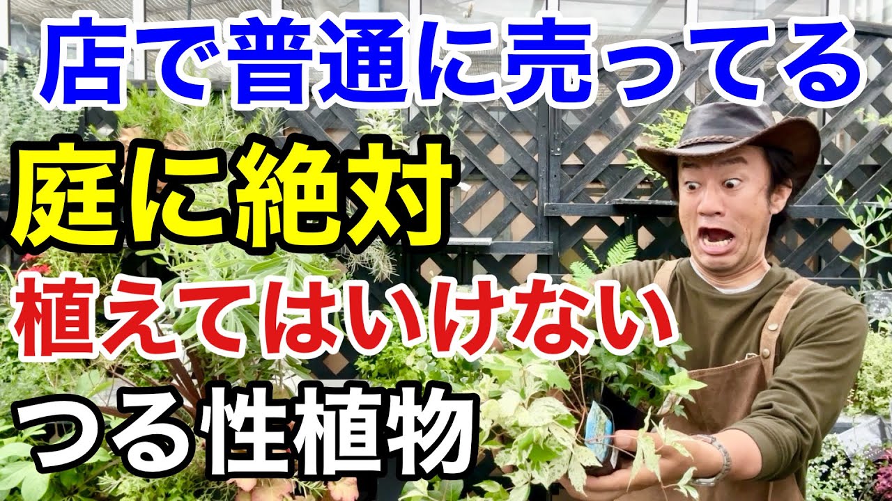 【要注意】気軽に植えると家まで覆うつる性植物　8選　　　【カーメン君】【園芸】【ガーデニング】【初心者】