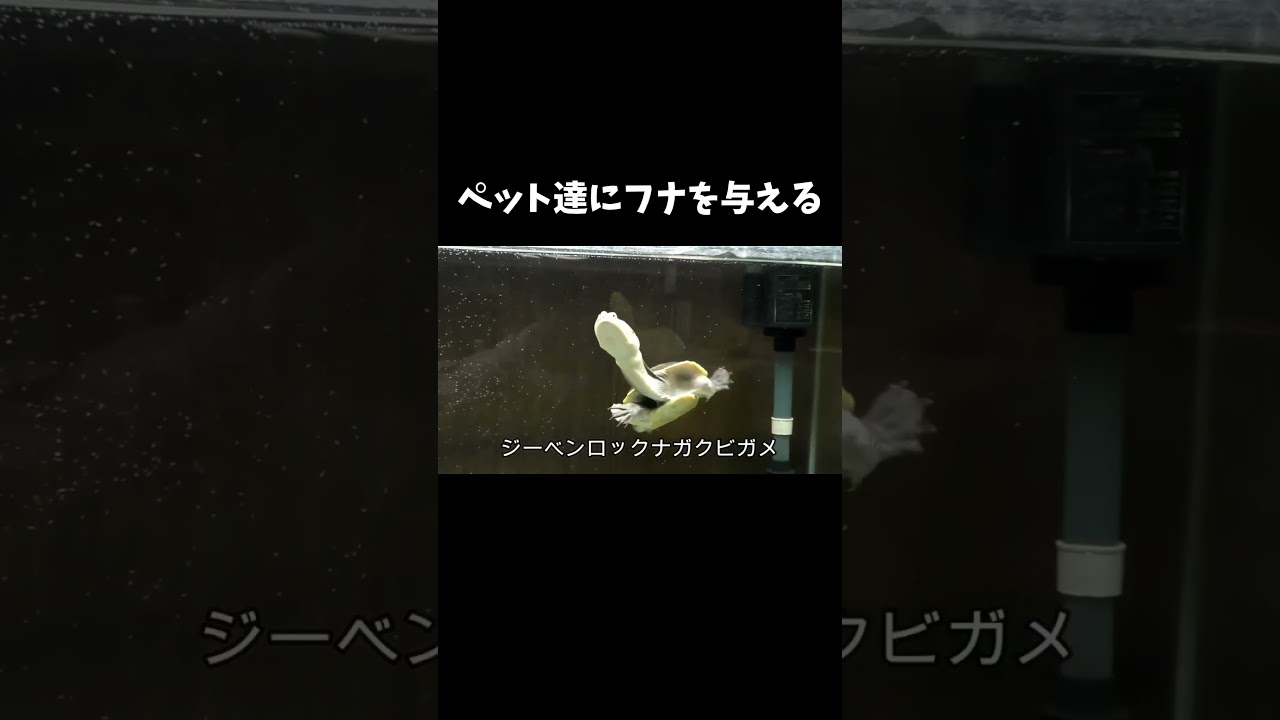 ペット達にフナを与える #shorts