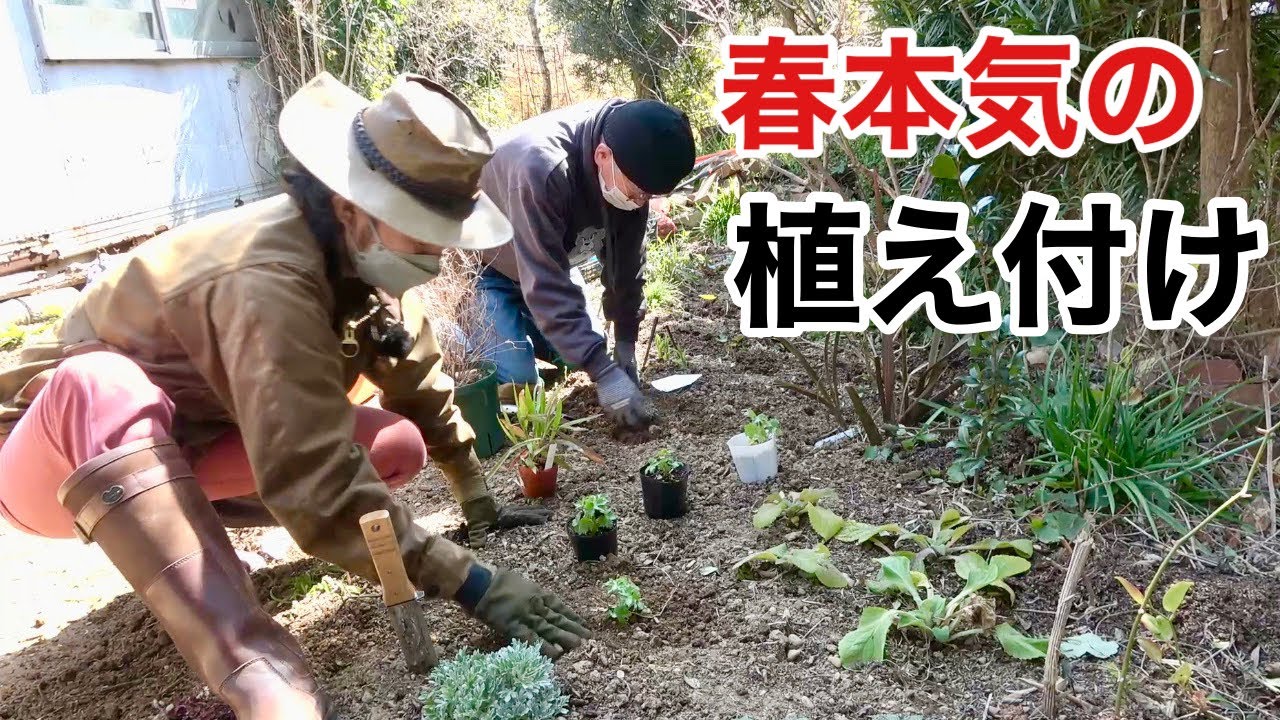 【もう時間がない】シーズンに間に合わせるための春の庭仕事　　　　【カーメン君】【ガーデニング】【修リフォーム9】