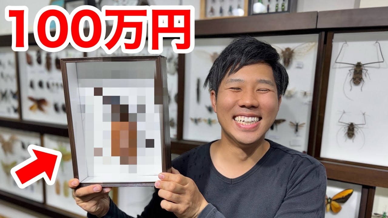 １匹１００万円の虫を購入しました