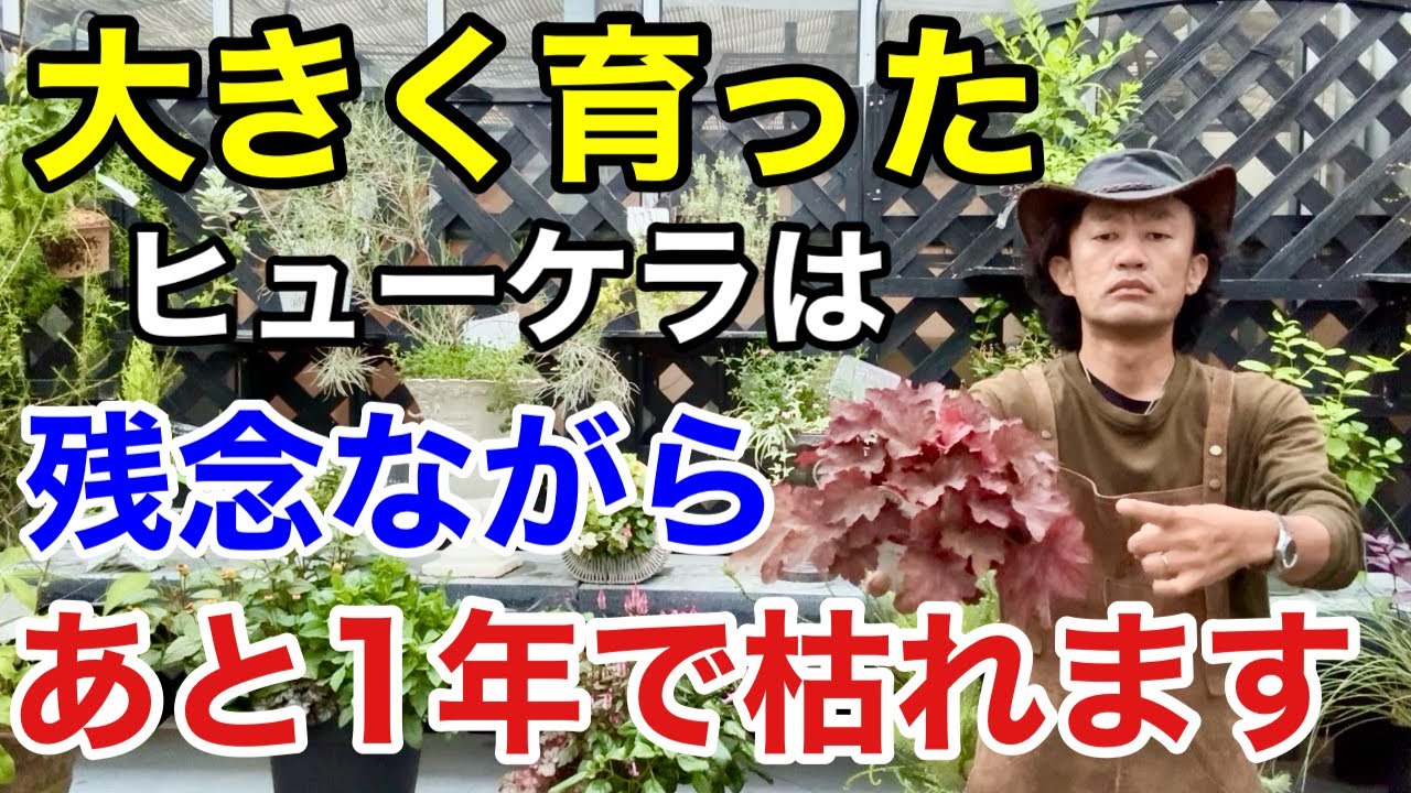【順調に見えて実はヤバい】ヒューケラを長持ちさせる育て方のコツ教えます　　　　　【カーメン君】【園芸】【ガーデニング】【初心者】