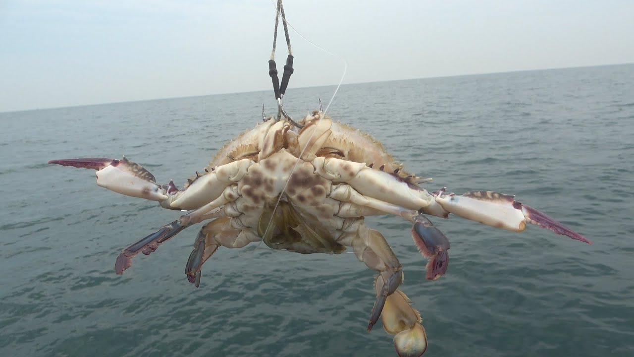 ワタリガニをエサに釣りをしてみたら・・・
