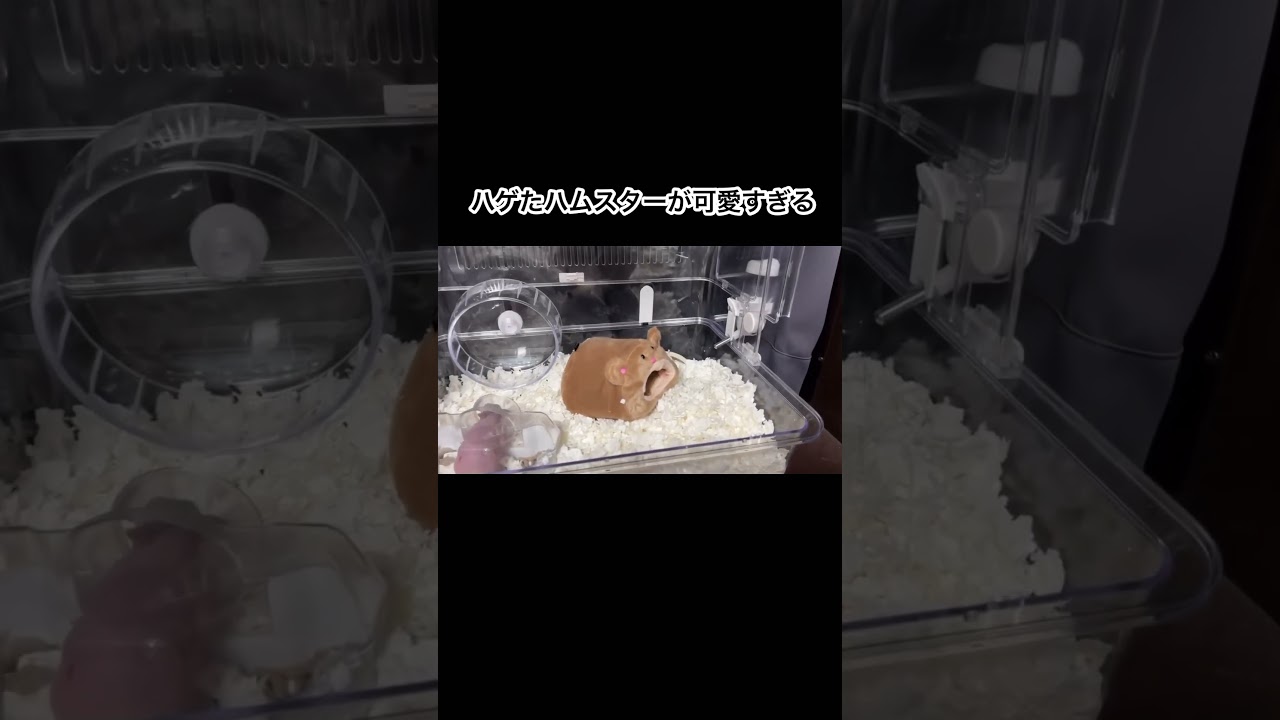 ハゲたハムスターが可愛すぎる #shorts #かわいい