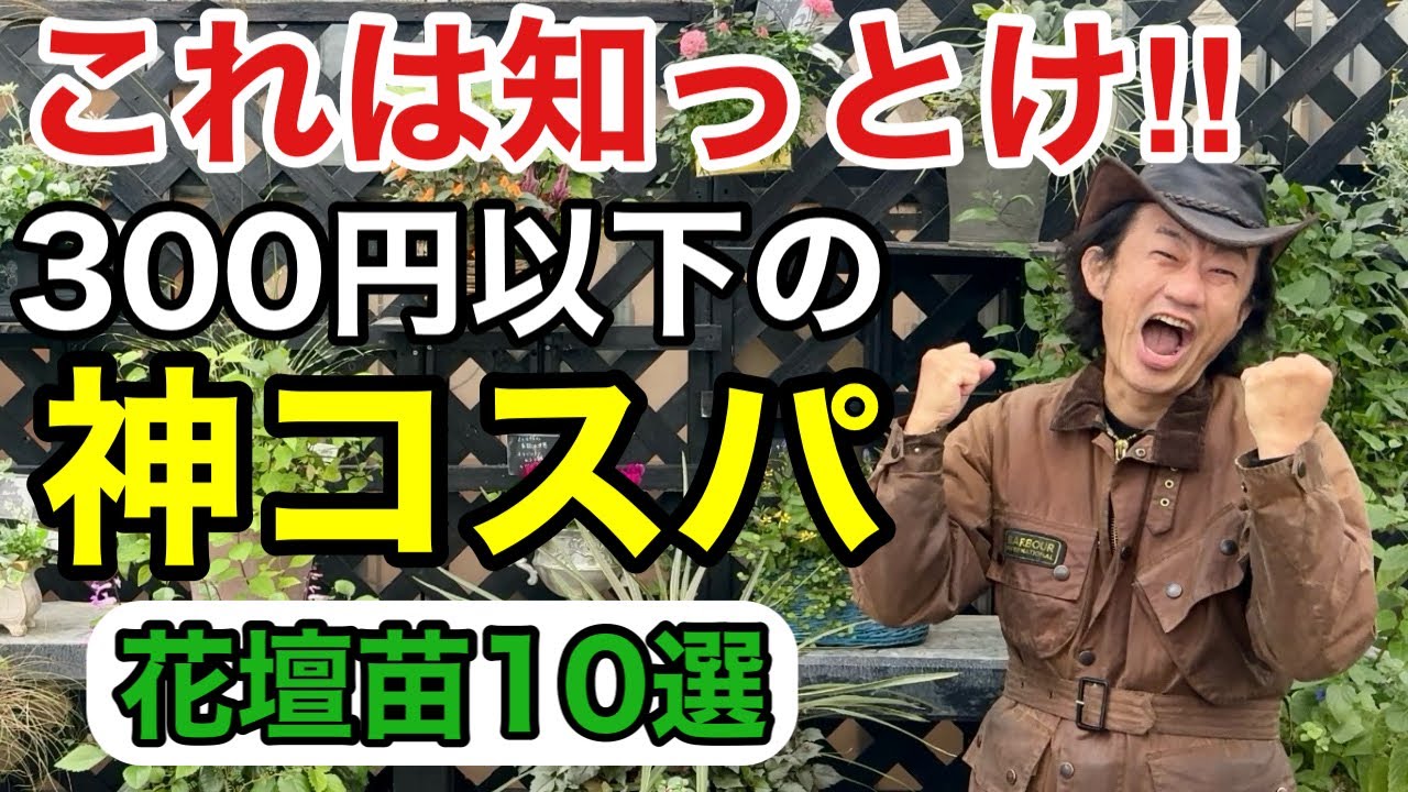 【植物の値段が高いと感じた方】実はあなたに合った300円以下の神植物がございます　　　　【カーメン君】【園芸】【ガーデニング】【コスパ】