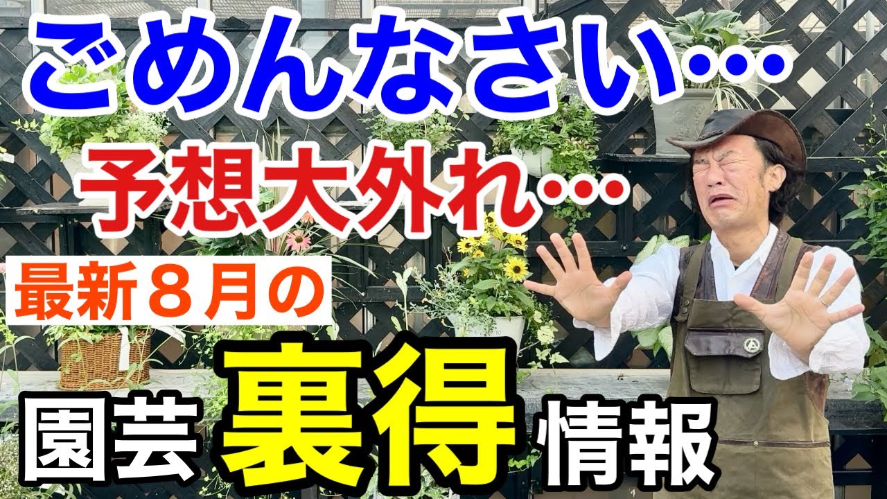 【８月入荷情報】猛暑の影響であれもこれも入って来ない　　　　【カーメン君】【園芸】【ガーデニング】【初心者】
