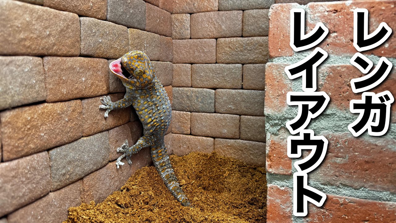 トッケイヤモリを飼育する為の現地風レンガレイアウトをセッティング！