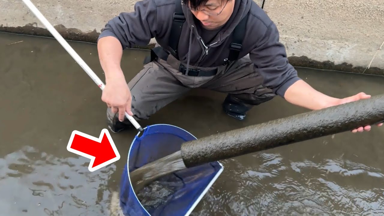 水路に沈んだパイプをひっくり返すと大量の魚が出て来ます