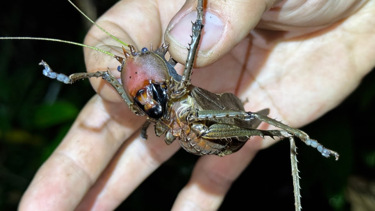 インドネシアの山奥で全身トゲだらけの化け物バッタ、ドラゴンヘッドキリギリスを捕獲！