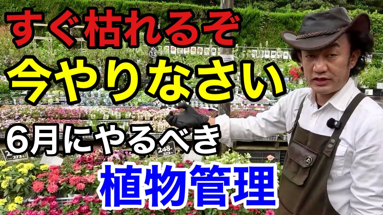 【ずぼら注意】今年の６月はよく枯れますので対策してください　　　　【カーメン君】【園芸】【ガーデニング】【初心者】