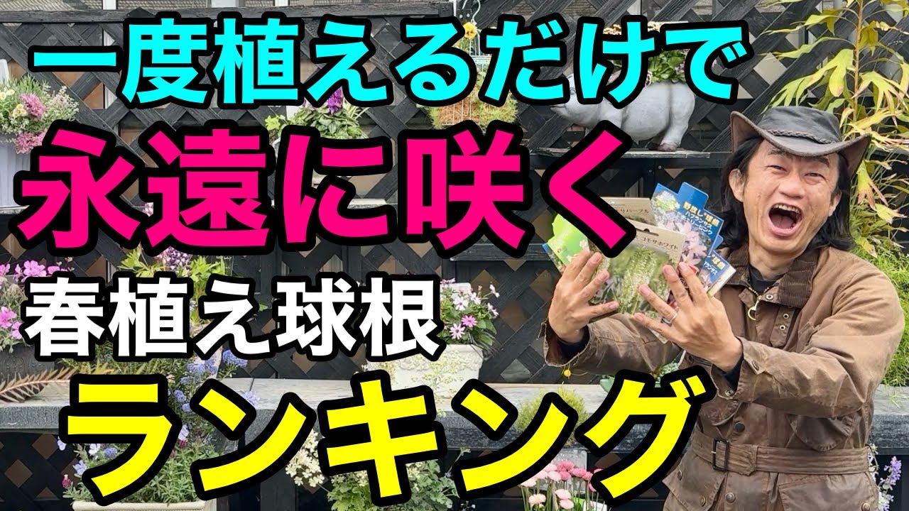 【みんな買わない】知ってる人だけ得をする春植え球根ベスト5  【園芸】【ガーデニング】【初心者】