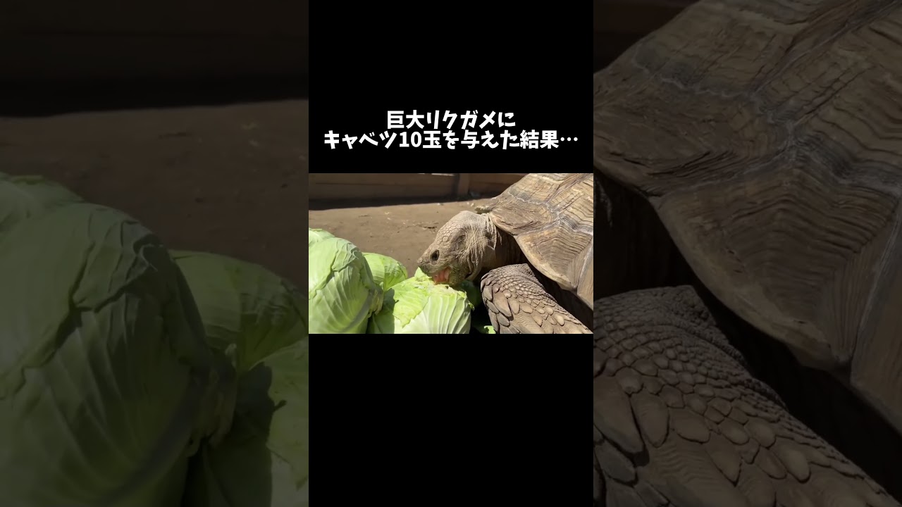 巨大リクガメにキャベツ10玉を与えた結果… #shorts