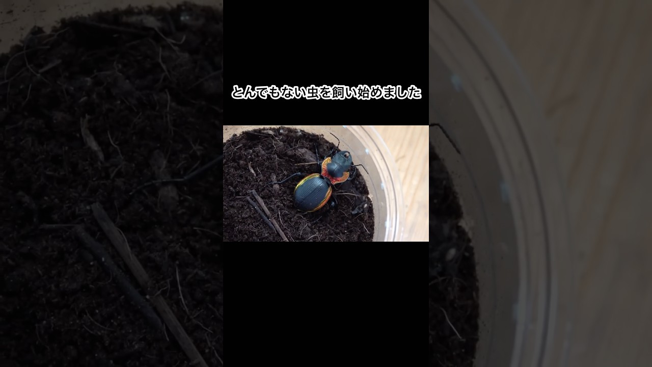 とんでもない虫をお迎えして来ました　#shorts