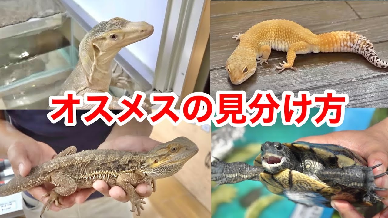 8種類の爬虫類のオスメスの見分け方を一気に紹介します