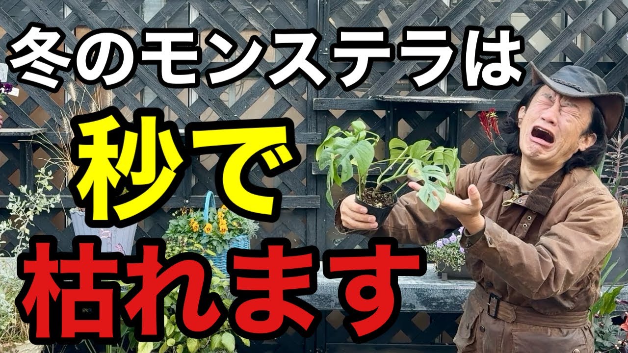 【失敗しない】モンステラの上手な冬の管理法教えます　【園芸】【ガーデニング】【初心者】