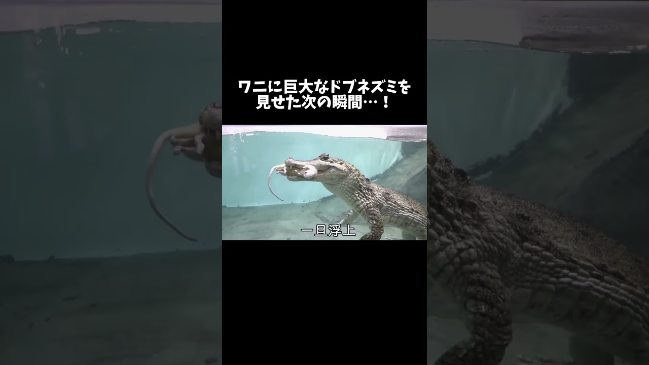 ワニに巨大なドブネズミを見せた次の瞬間…！ #shorts