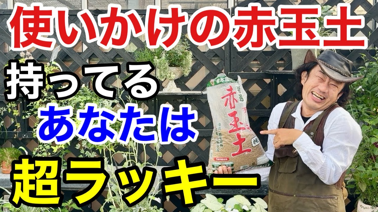 【使いかけで充分】赤玉土が少量あれば水草とメダカがとんでもなく上手に育てられます　　　　【カーメン君】【園芸】【ガーデニング】【初心者】