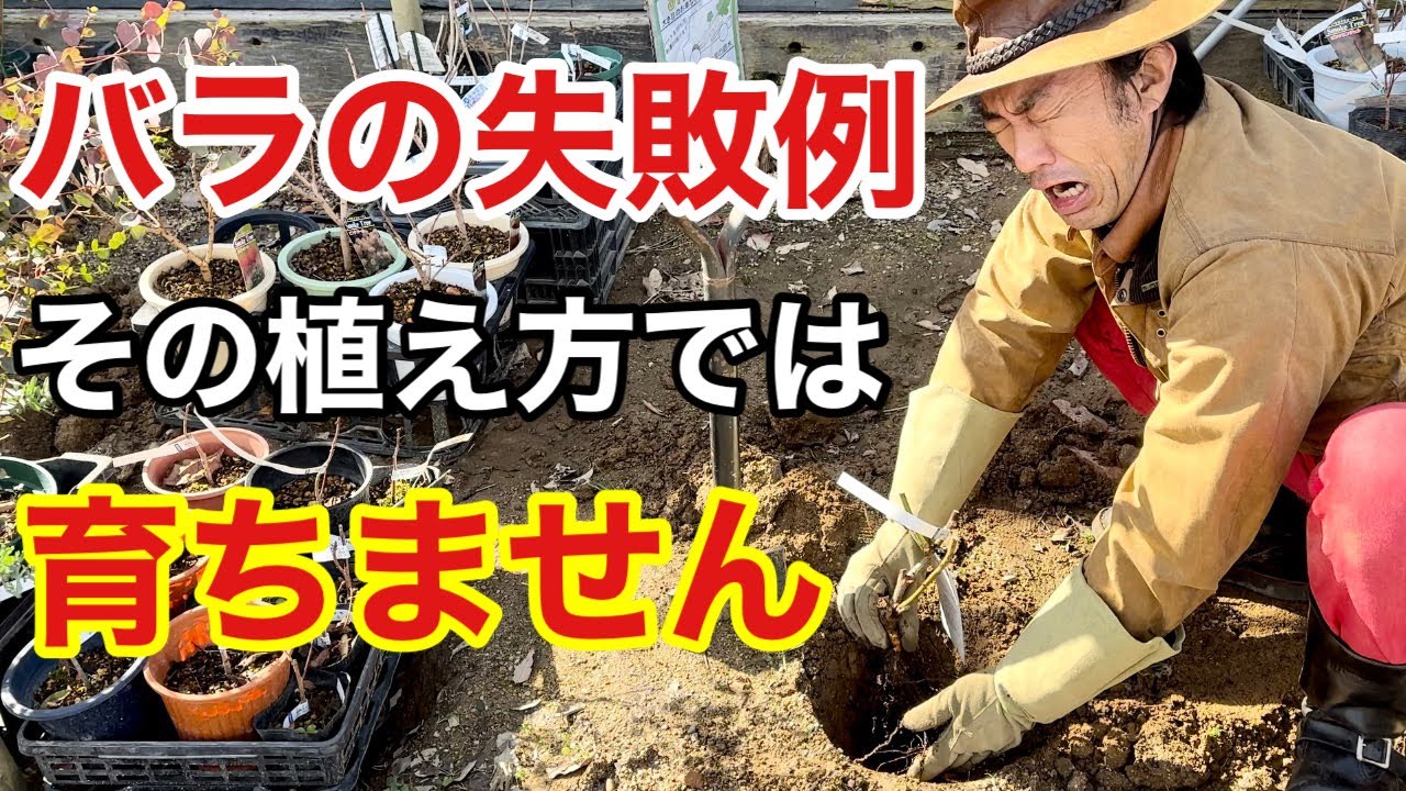 【それ間違ってます】正しいバラの植えつけ方教えます　　【カーメン君】【初心者】
