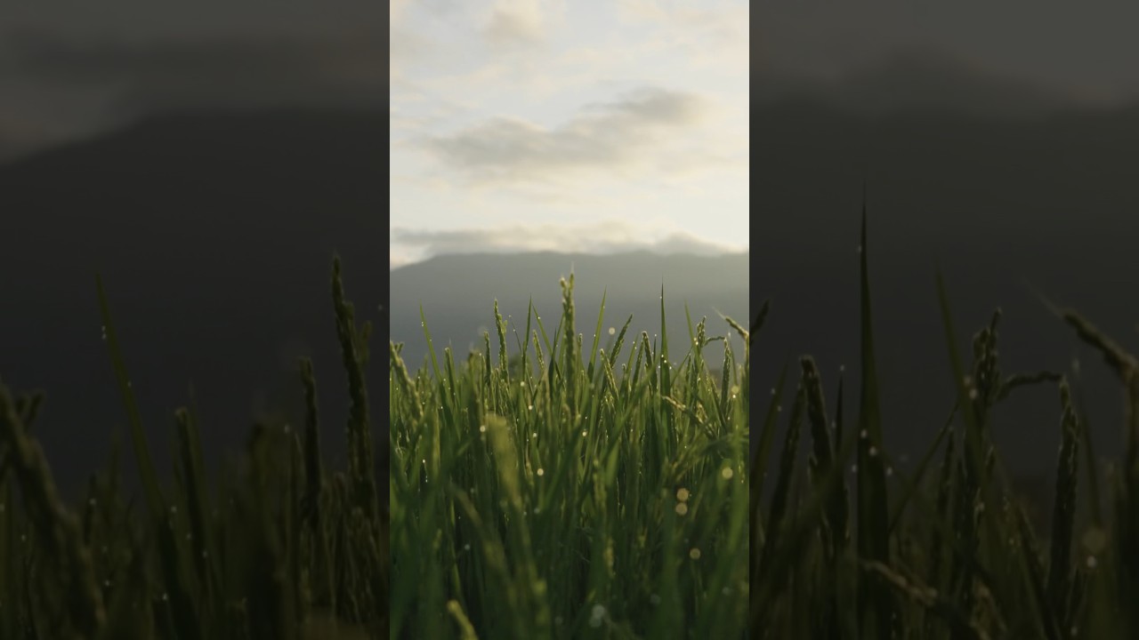 夏限りの絶景を。ノスタルジックな田園風景 #shorts