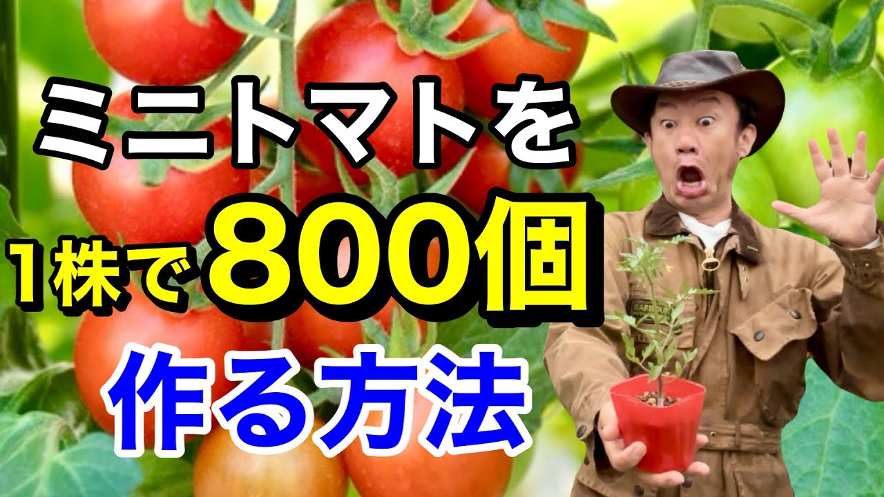 【実が止まらない】 ミニトマトを自宅で大量に作る方法教えます          【カーメン君】【カゴメ】【初心者】