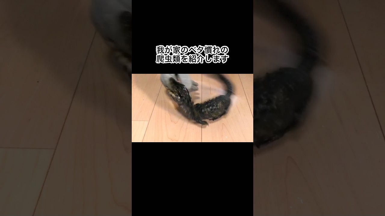 我が家のベタ慣れの爬虫類を紹介します #shorts