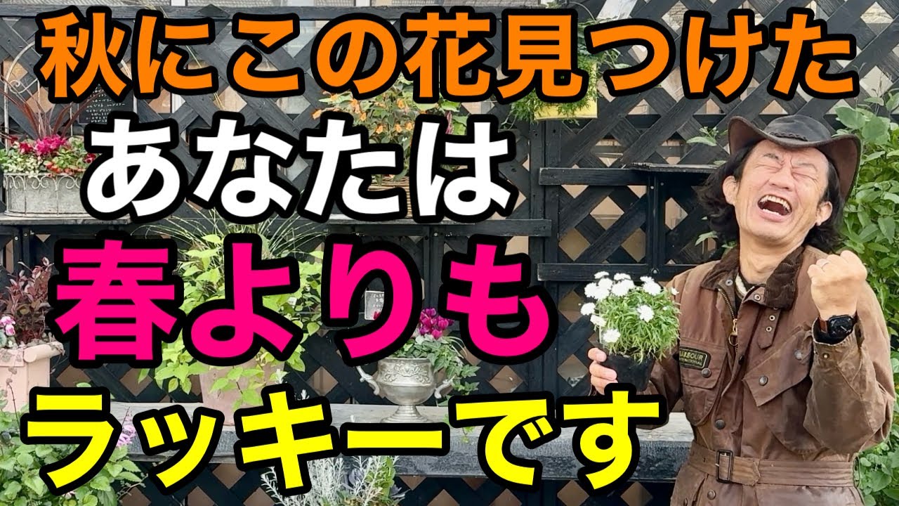 【倍倍に咲く】簡単な防寒対策してできたらこの植物は本当に素晴らしい　　【カーメン君】【園芸】【ガーデニング】【初心者】