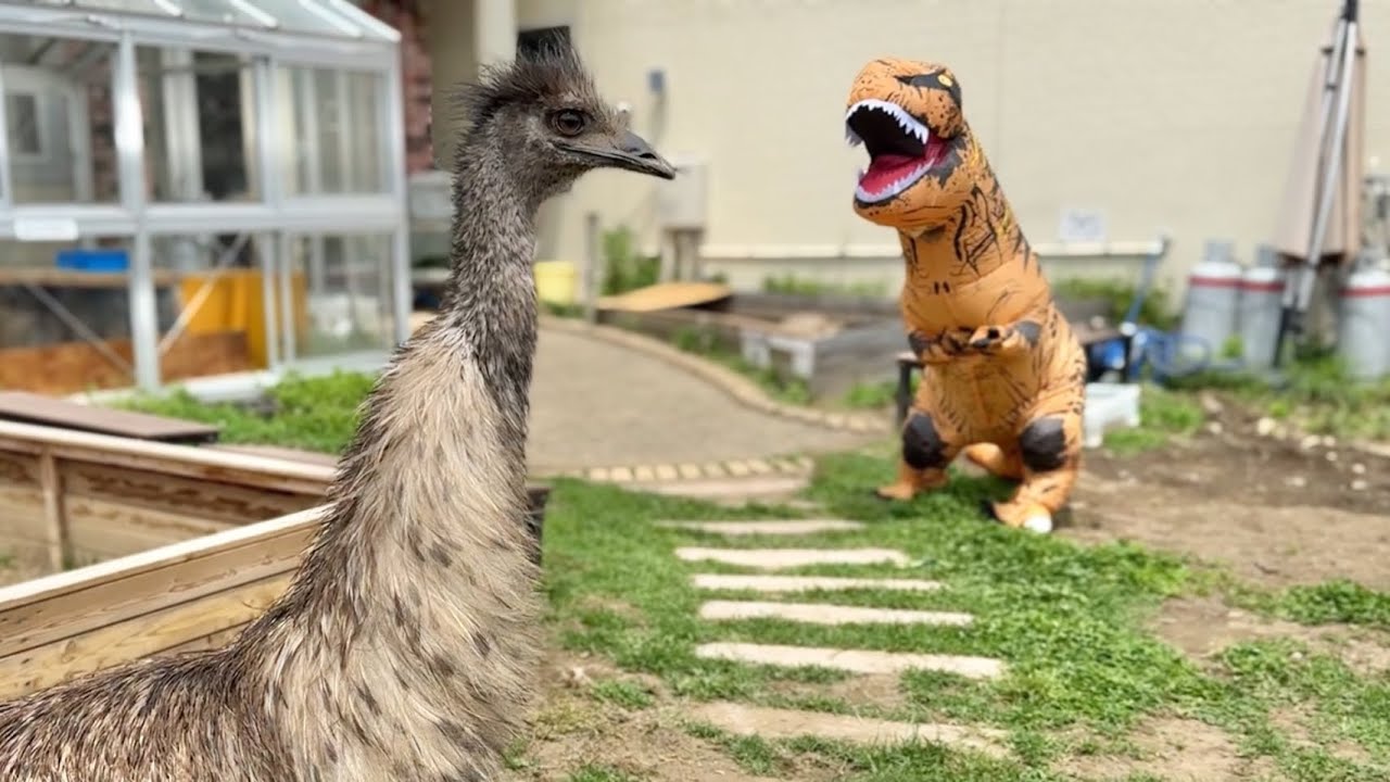 エミューとティラノサウルスを会わせてみた結果・・・！