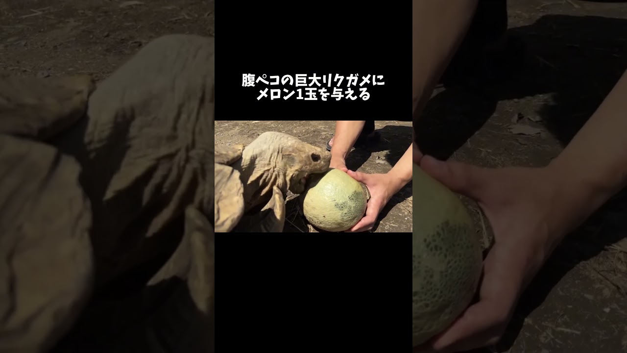 腹ペコの巨大リクガメにメロン1玉を与えてみる #shorts