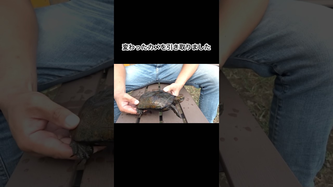 変わったカメを引き取りました #shorts