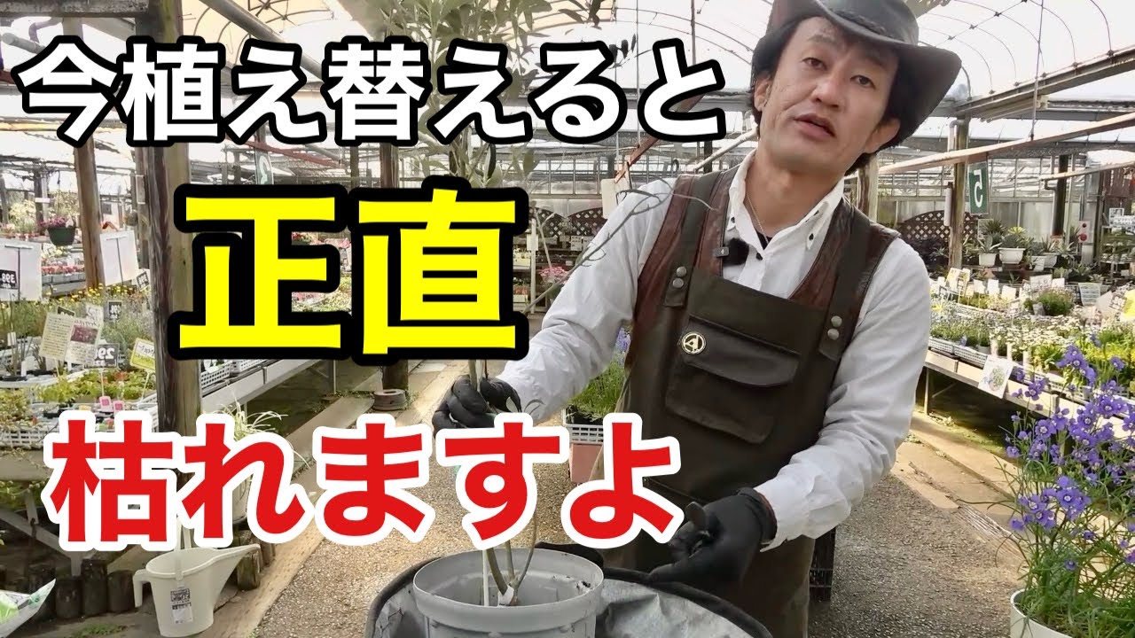 【よく忘れる方】植え替えなしで土を良くする事が可能です　この方法お試しください　　　　　　　　【カーメン君】【花ごころ】