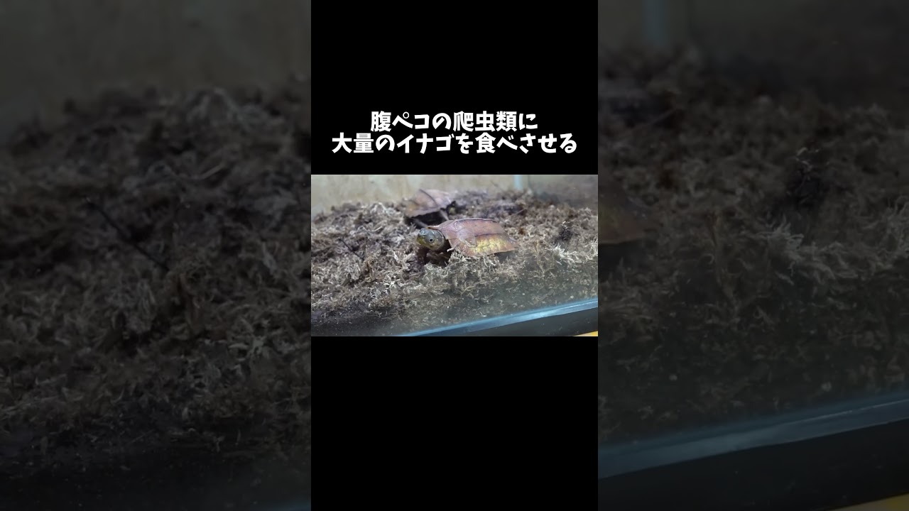 腹ペコの爬虫類に大量のイナゴを与える #shorts