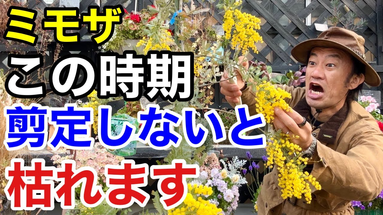 【必ず切って下さい】ミモザの正しい剪定方法教えます　　　　【カーメン君】【園芸】【ガーデニング】【初心者】