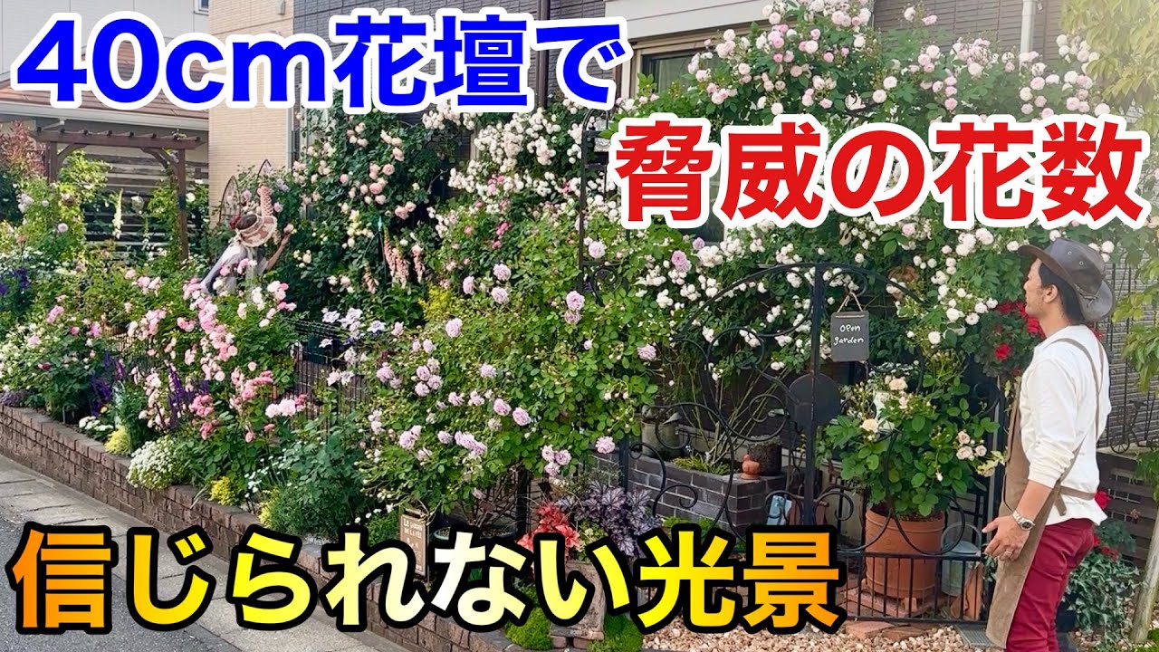 【極狭花壇】バラとクレマチスを物凄い咲かせる大阪の個人庭　　【カーメン君】【濱川庭】【ガーデニング】【初心者】