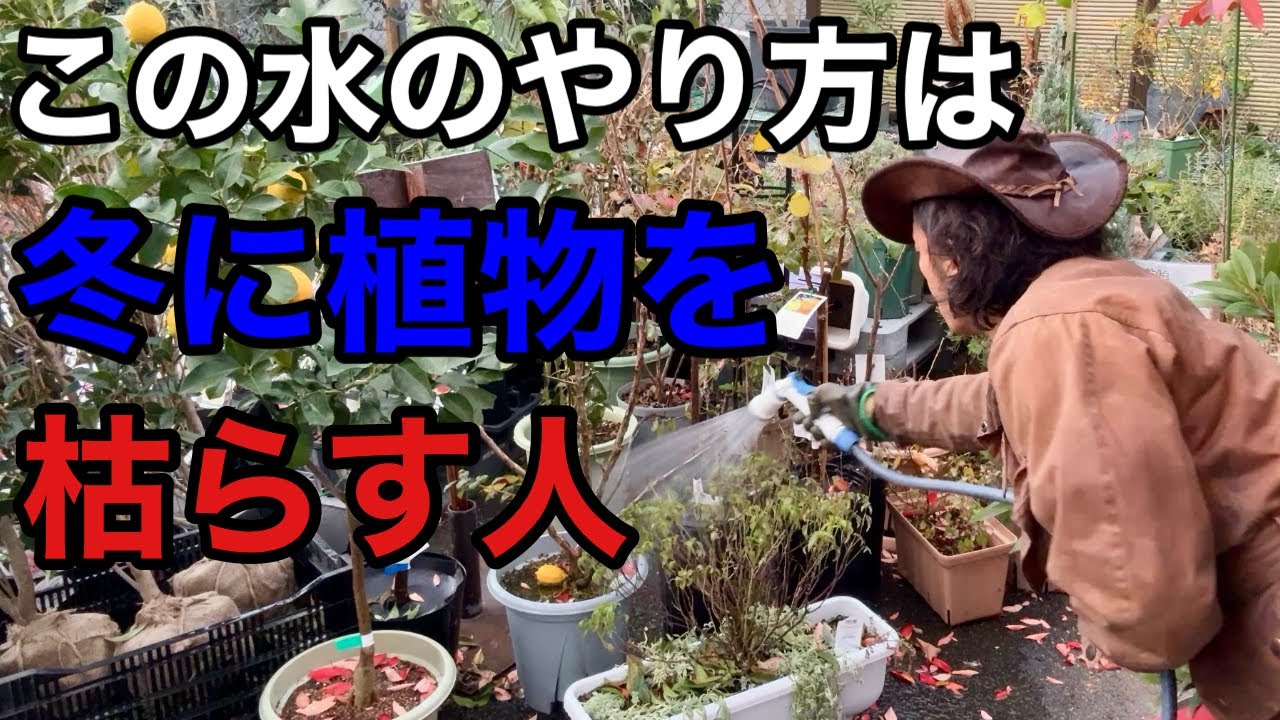 【当てはまったらアウト】冬の水やりで枯らす人の特徴10選　　【カーメン君】【園芸】【ガーデニング】【初心者】