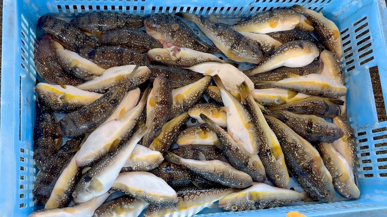 これ全部で2500円。1尾50円の【毒フグ】のさばきかた。