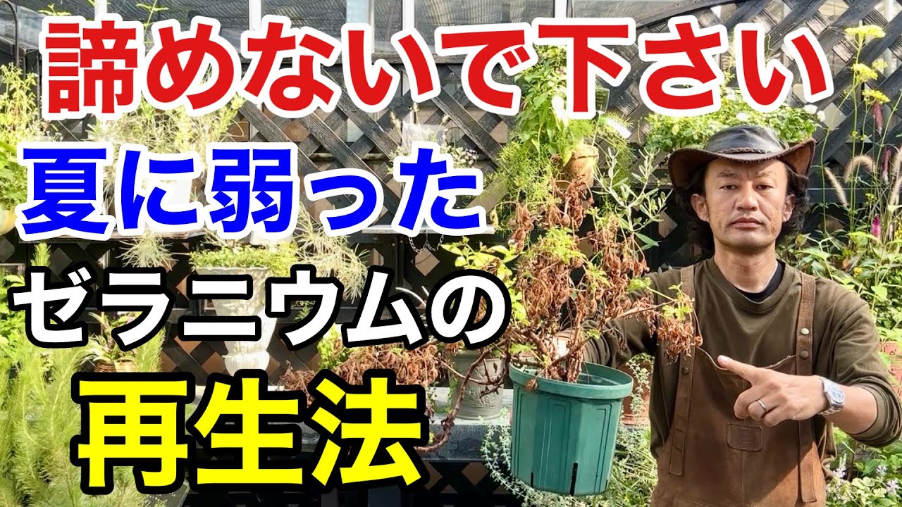 【3つの注意点】傷んだゼラニウム今ならまだ治せます             【カーメン君】【園芸】【ガーデニング】【初心者】