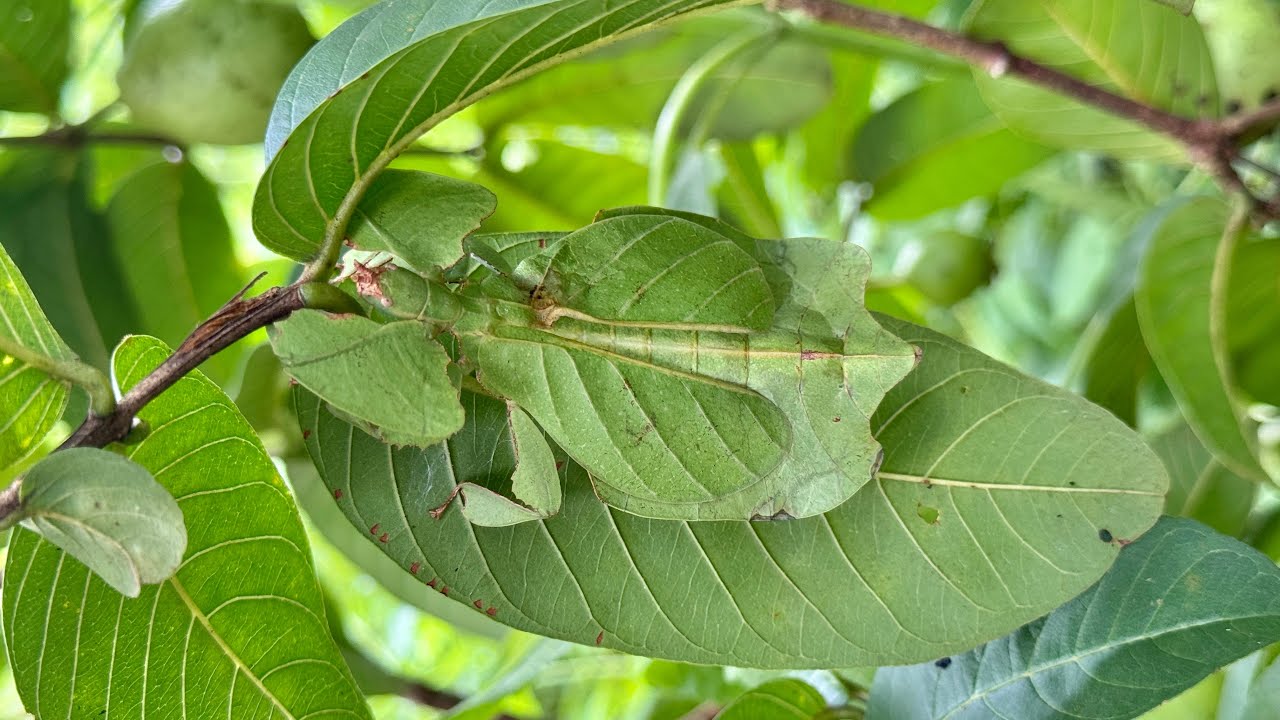 葉っぱそっくりに擬態する虫、コノハムシの捕まえ方