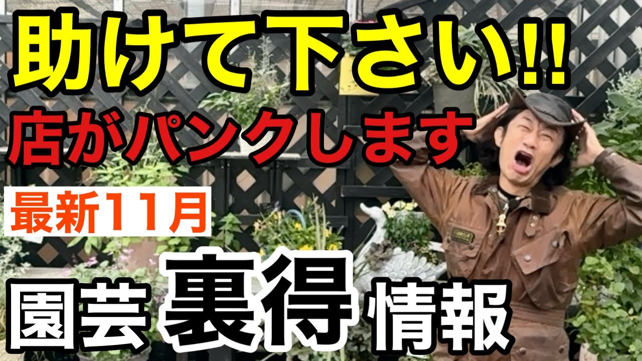 【11月の最新園芸情報】どうしよう入荷ラッシュが止まらない。。。　　【カーメン君】【園芸】【ガーデニング】【初心者】