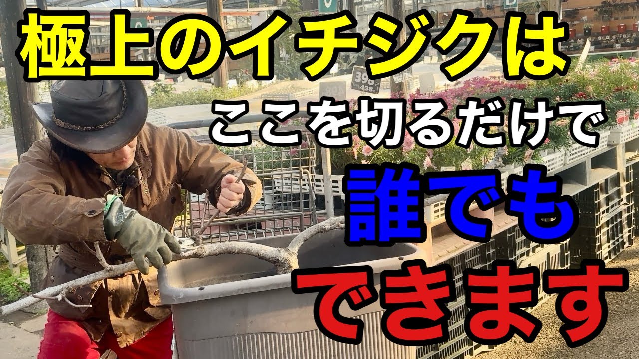 【イチジク剪定】今なら家庭で極上は作れます！　　　【園芸】【剪定】【初心者】