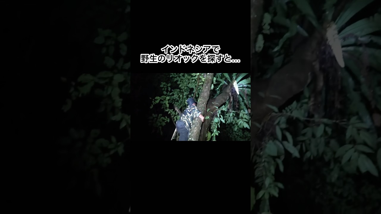 インドネシアで野生のリオックを探すと… #shorts