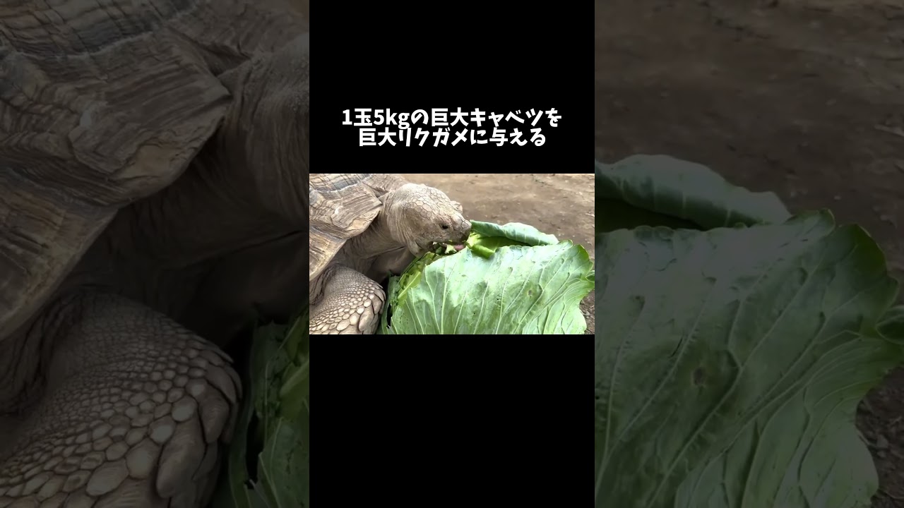 1玉5kgの巨大キャベツを巨大リクガメに与える #shorts