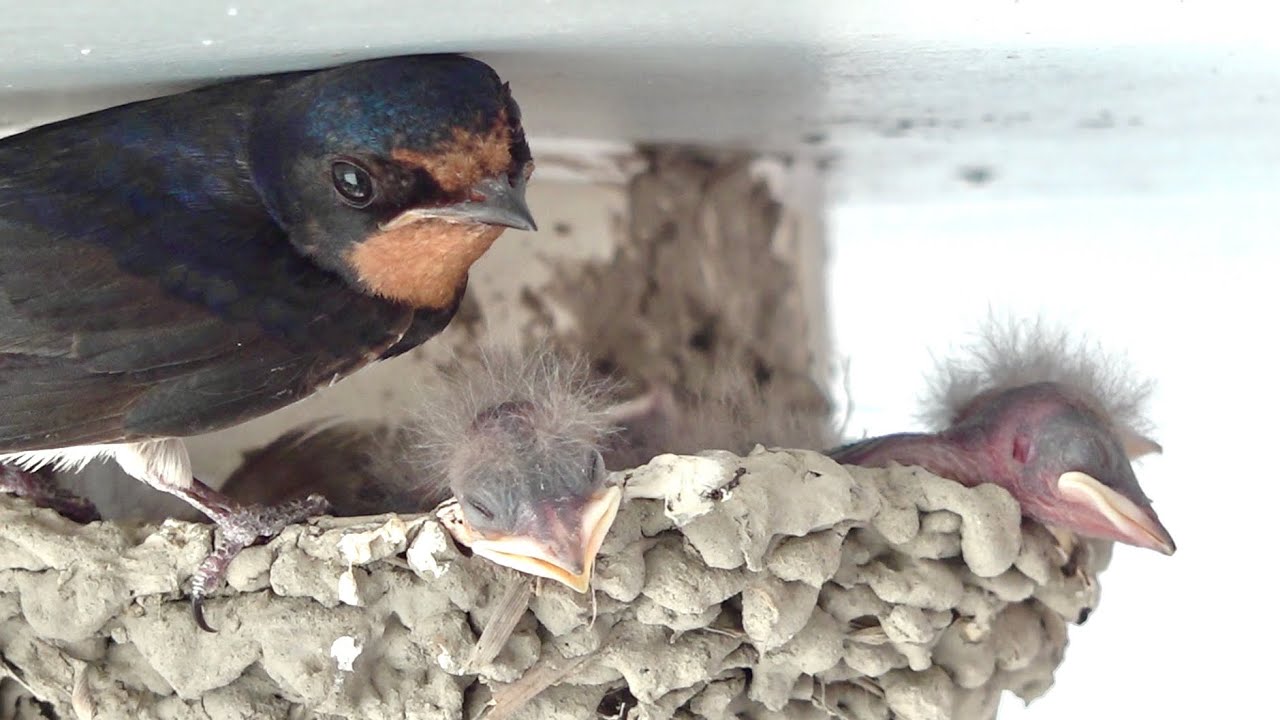 ツバメの雛が孵化しました