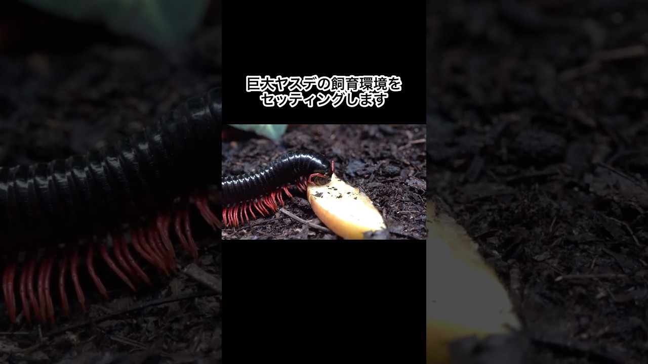巨大ヤスデの飼育環境をセッティングします #shorts